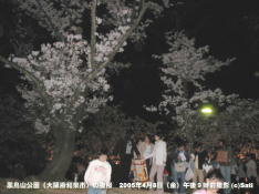 黒鳥山公園夜桜05